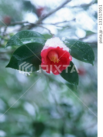 Dictionary of Materials Vol.146 Four Seasons. Japanese Flowers and Trees. High quality photo Dictionary of Materials Vol.146 Four Seasons. Japanese Flowers and Trees. High quality photo 131517051