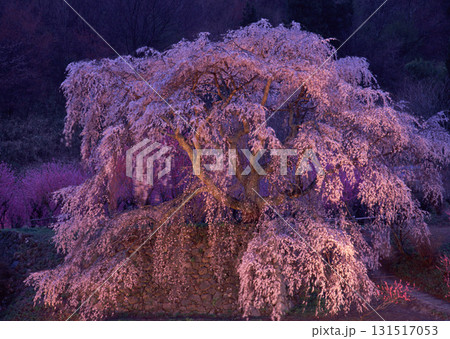 Dictionary of Materials Vol.146 Four Seasons. Japanese Flowers and Trees. High quality photo 131517053