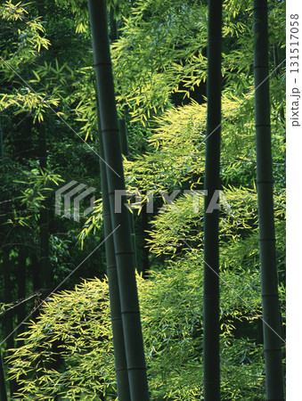 Dictionary of Materials Vol.146 Four Seasons. Japanese Flowers and Trees. High quality photo Dictionary of Materials Vol.146 Four Seasons. Japanese Flowers and Trees. High quality photo 131517058