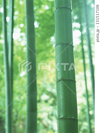 Dictionary of Materials Vol.146 Four Seasons. Japanese Flowers and Trees. High quality photo 131517106