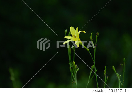 樫原湿原のユウスゲ 樫原湿原のユウスゲ 131517114
