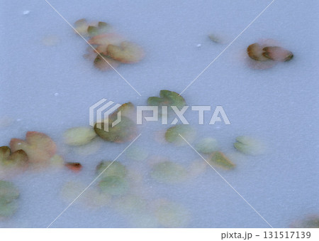 Dictionary of Materials Vol.146 Four Seasons. Japanese Flowers and Trees. High quality photo Dictionary of Materials Vol.146 Four Seasons. Japanese Flowers and Trees. High quality photo 131517139