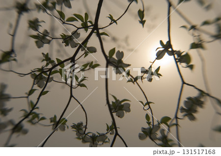 Sun seen through dogwood blossoms 131517168