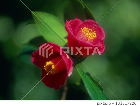 Dictionary of Materials Vol.122 Four Seasons. Scenery of Japan. High quality photo 131517220