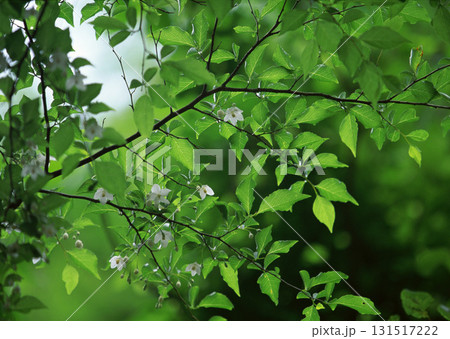 Dictionary of Materials Vol.122 Four Seasons. Scenery of Japan. High quality photo 131517222