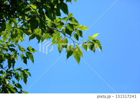 爽やか　キイチゴの実 131517241