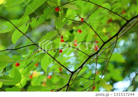 爽やか　キイチゴの実 131517244