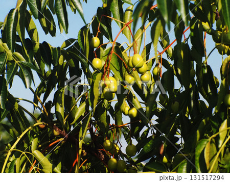 木漏れ日を浴びた川岸のセンダンの実のクローズアップ(枝についた栴檀の蒼い実) 木漏れ日を浴びた川岸のセンダンの実のクローズアップ(枝についた栴檀の蒼い実) 131517294