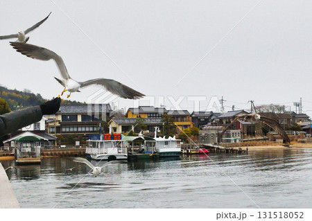 天橋立観光船 海鳥へのエサやり(京都府宮津市) 天橋立観光船 海鳥へのエサやり(京都府宮津市) 131518052