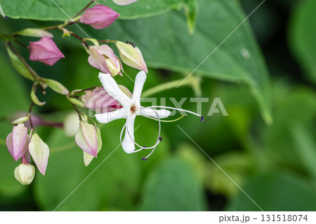 林縁に咲く木の花 クサギ 林縁に咲く木の花 クサギ 131518074