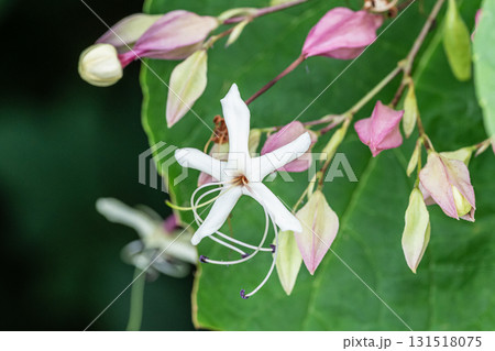 林縁に咲く木の花 クサギ 林縁に咲く木の花 クサギ 131518075