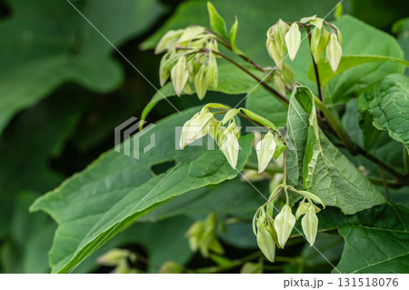 林縁に咲く木の花　クサギのつぼみ 131518076