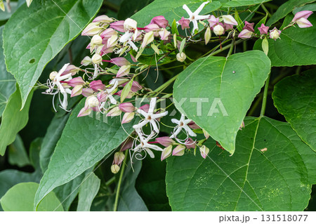 林縁に咲く木の花 クサギ 林縁に咲く木の花 クサギ 131518077