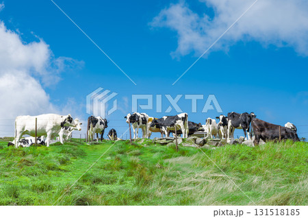 乳牛と草原と雲が浮かぶ美しい青空 乳牛と草原と雲が浮かぶ美しい青空 131518185