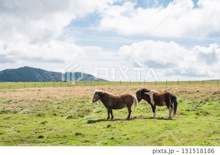 高原の馬 高原の馬 131518186