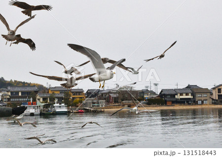 天橋立観光船　海鳥へのエサやり（京都府宮津市） 131518443