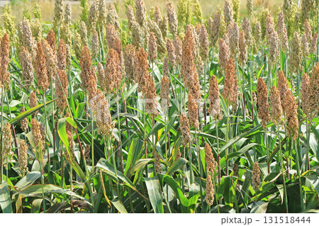 ソルガム　穀物 131518444