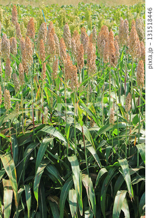 ソルガム　穀物 131518446