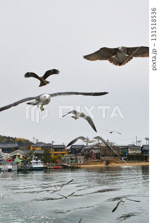 天橋立観光船　観光船についてくる海鳥　（京都府宮津市） 131518536