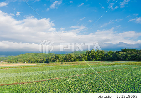 一面のキャベツ畑 131518665