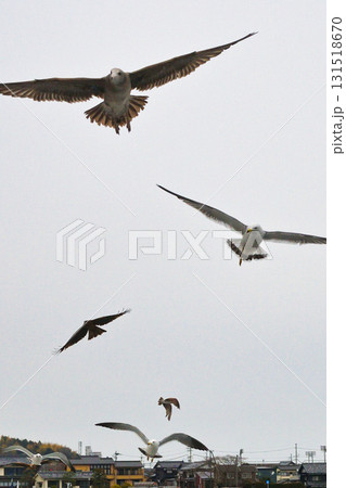 天橋立観光船　観光船についてくる海鳥　（京都府宮津市） 131518670