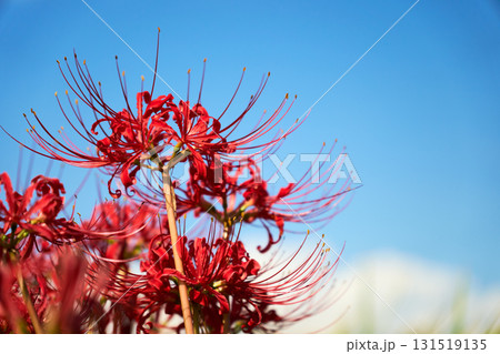 青空に映える彼岸花 131519135