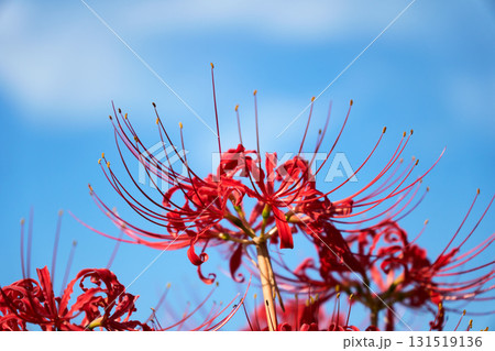 青空に映える彼岸花 131519136