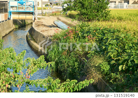 住宅地の用水路に設置された水門と収穫時期を迎えた田んぼ。秋ののどかな日本の田園風景 131519140