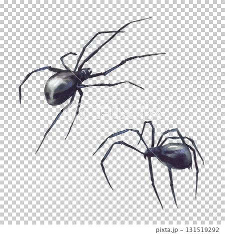 Black spiders realistic watercolor hand drawn two dark scary insects. Detailed arachnid illustration isolated from background. Clipart for Halloween card design, biology, nature and animal themes. Black spiders realistic watercolor hand drawn two dark scary insects. Detailed arachnid illustration isolated from background. Clipart for Halloween card design, biology, nature and animal themes. 131519292