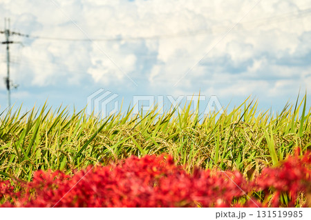黄金色の稲穂を彩る真っ赤な彼岸花と白くて大きな入道雲。秋らしいのどかな日本の田園風景 131519985
