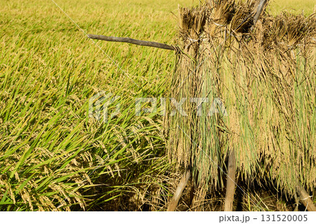 稲架に掛けて天日干しされている稲とこれから収穫される稲。収穫時期を迎えた田んぼの風景 131520005