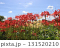 彼岸花満開 131520210