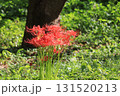 彼岸花 131520213