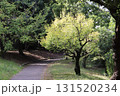公園の道と木々 131520234