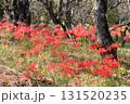 彼岸花 131520235