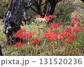 彼岸花 131520236