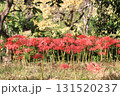 彼岸花 131520237