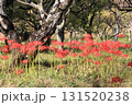 彼岸花 131520238