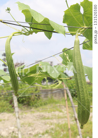 Luffa acutangula on farm for harvest 131520380