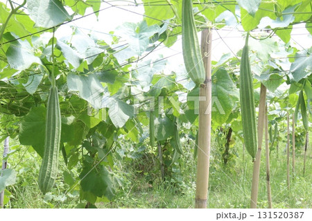 Luffa acutangula on farm for harvest 131520387