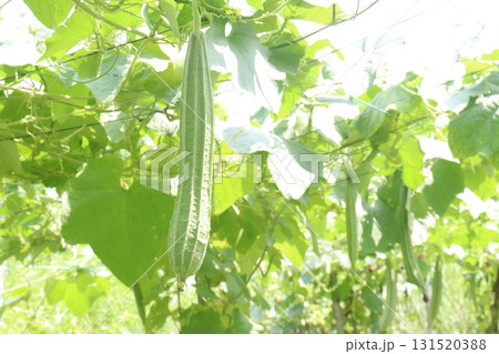 Luffa acutangula on farm for harvest Luffa acutangula on farm for harvest 131520388