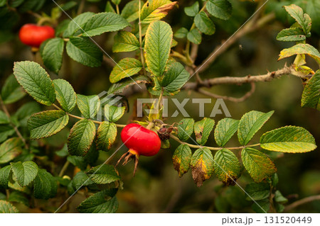 Bright red rosehip fruit growing on leafy branch Bright red rosehip fruit growing on leafy branch 131520449