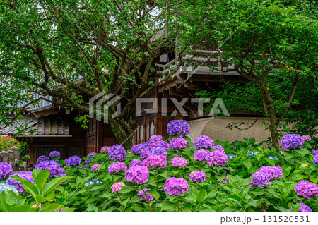 文京あじさいまつり 文京あじさいまつり 131520531