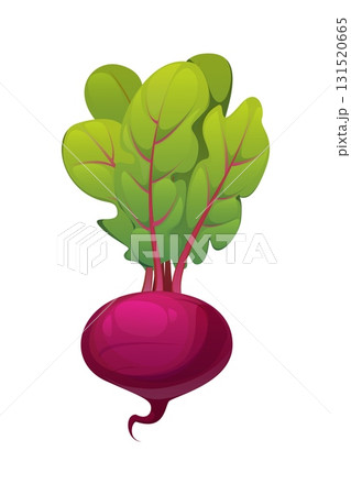 Cartoon raw ripe beetroot vegetable with deep purple bulb and vivid green leaves. Isolated vector healthy food, organic farming produce, fresh garden plant, vegetarian nutrition, cooking ingredient Cartoon raw ripe beetroot vegetable with deep purple bulb and vivid green leaves. Isolated vector healthy food, organic farming produce, fresh garden plant, vegetarian nutrition, cooking ingredient 131520665