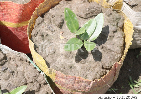 Malabar spinach seedling on bag in farm Malabar spinach seedling on bag in farm 131520849