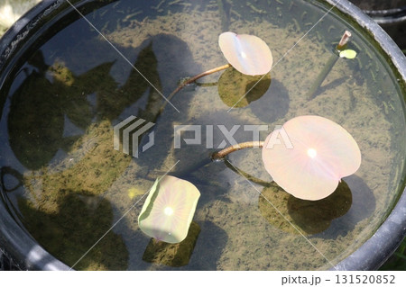 Nelumbo nucifera also called yellow lotus flower on pot Nelumbo nucifera also called yellow lotus flower on pot 131520852