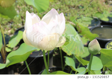Nelumbo nucifera also called yellow lotus flower on pot 131520857