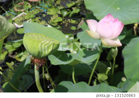 Nelumbo nucifera also called yellow lotus flower on pot 131520863