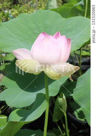 Nelumbo nucifera also called yellow lotus flower on pot Nelumbo nucifera also called yellow lotus flower on pot 131520865