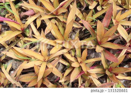 Tradescantia spathacea plant on bag in nursery Tradescantia spathacea plant on bag in nursery 131520881